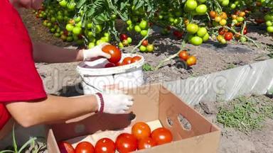 准备上市的种植园番茄